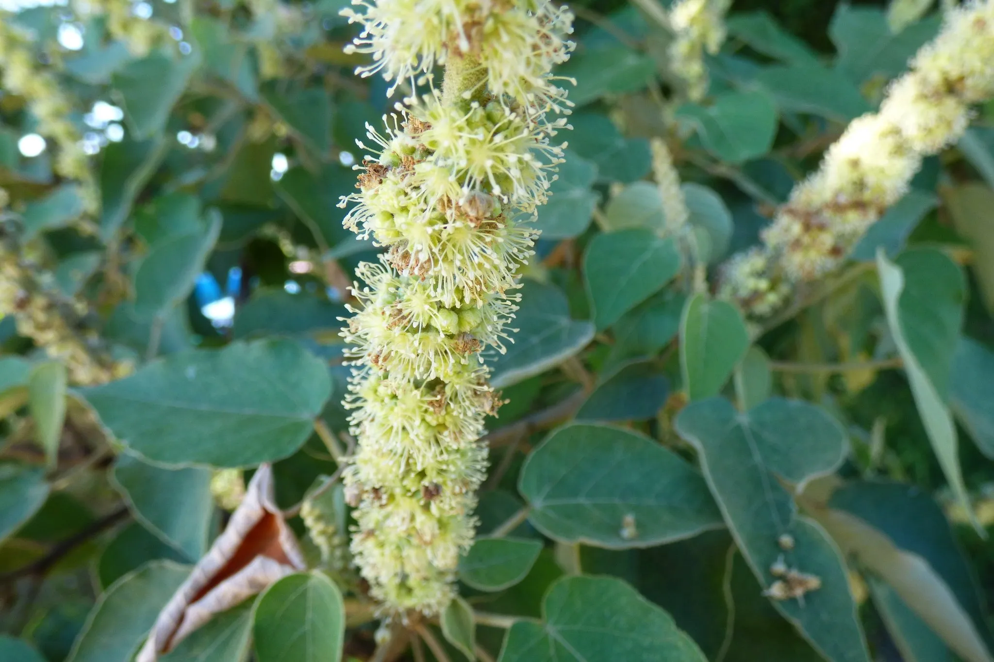 Green leaves and flower spike of a Croton tree.