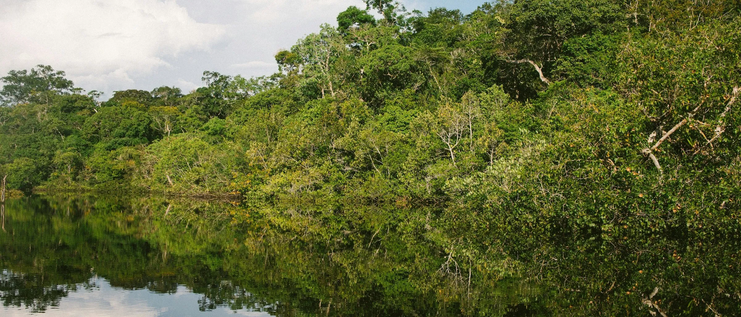 Amazon forest reflected in the still water of a river.