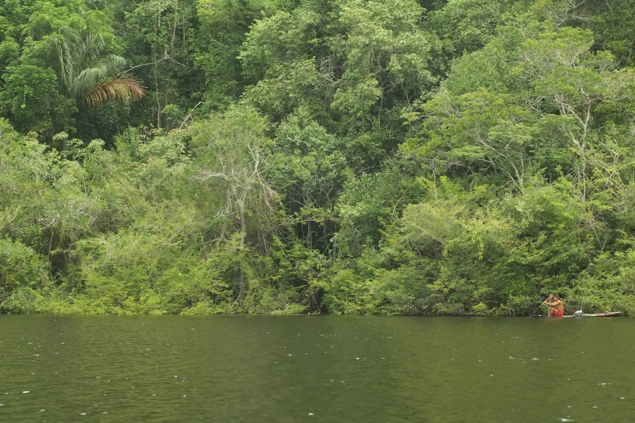 Dense forest on the bank of an Amazonian river.