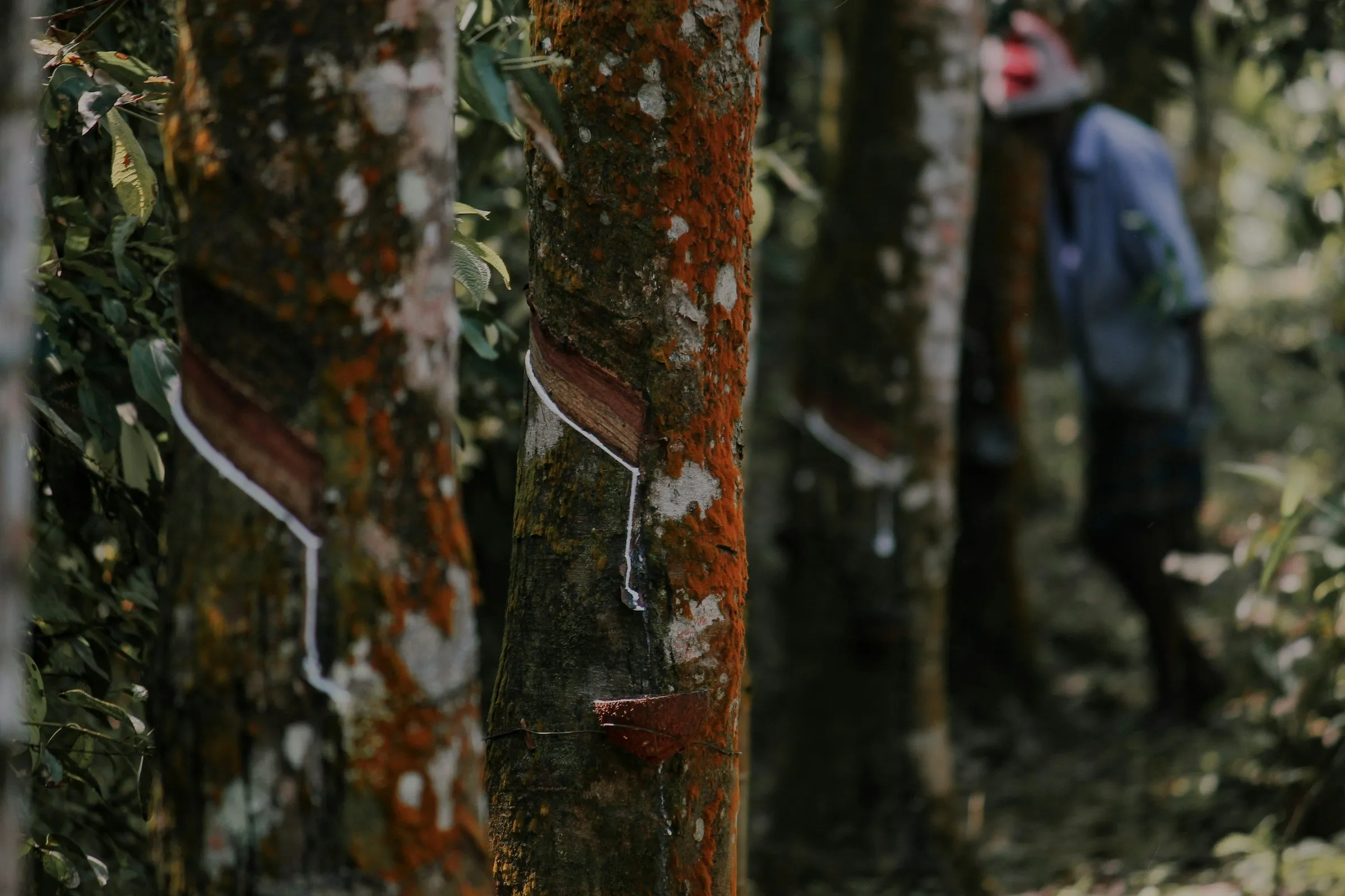 Rubber tree trunks with tapping cuts and white latex running down.