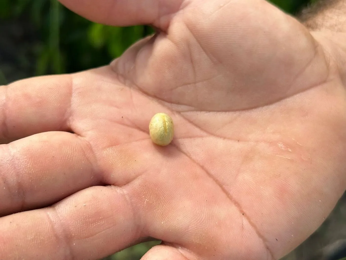 A green coffee bean in a producer's open palm, with coffee foliage behind.