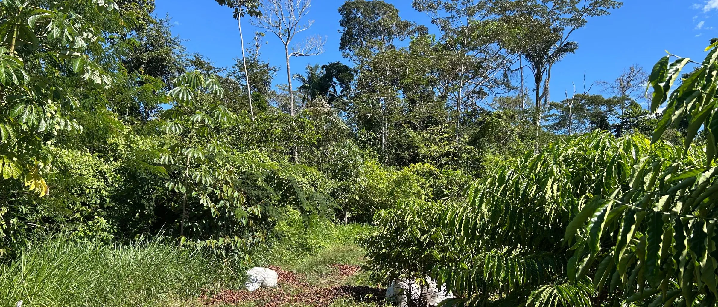 Coffee trees in production at the edge of standing forest in Taquaruçu do Norte, Mato Grosso, with harvested bags between the rows.