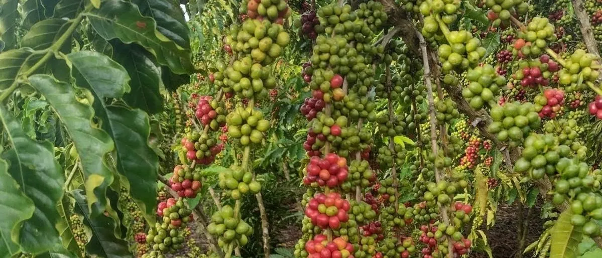 Coffee branches loaded with green and red cherries hanging over the ground of the field.