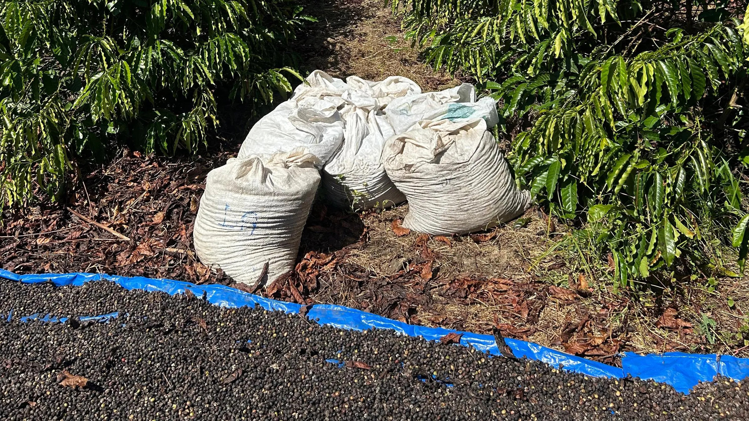 Coffee spread to dry on blue tarps between the rows, with filled bags of harvested cherries alongside.