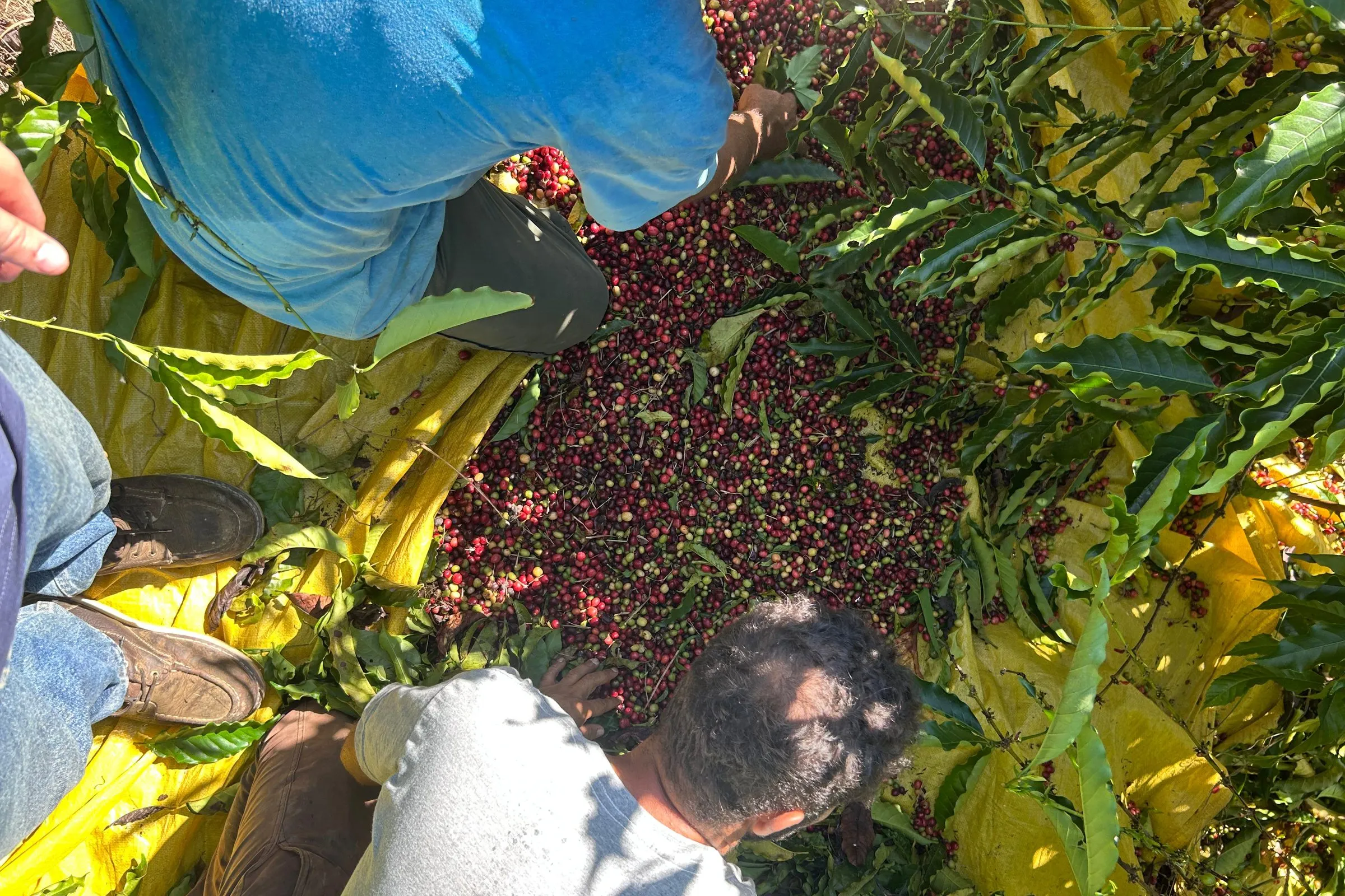 Freshly harvested red and dark coffee cherries on a tarp beside the coffee trees, with pickers' hands and sacks around them.