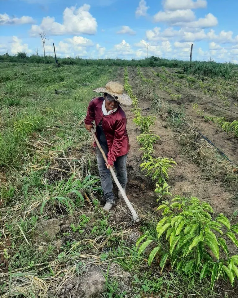 A woman member in a straw hat hoeing between rows of young coffee plants.