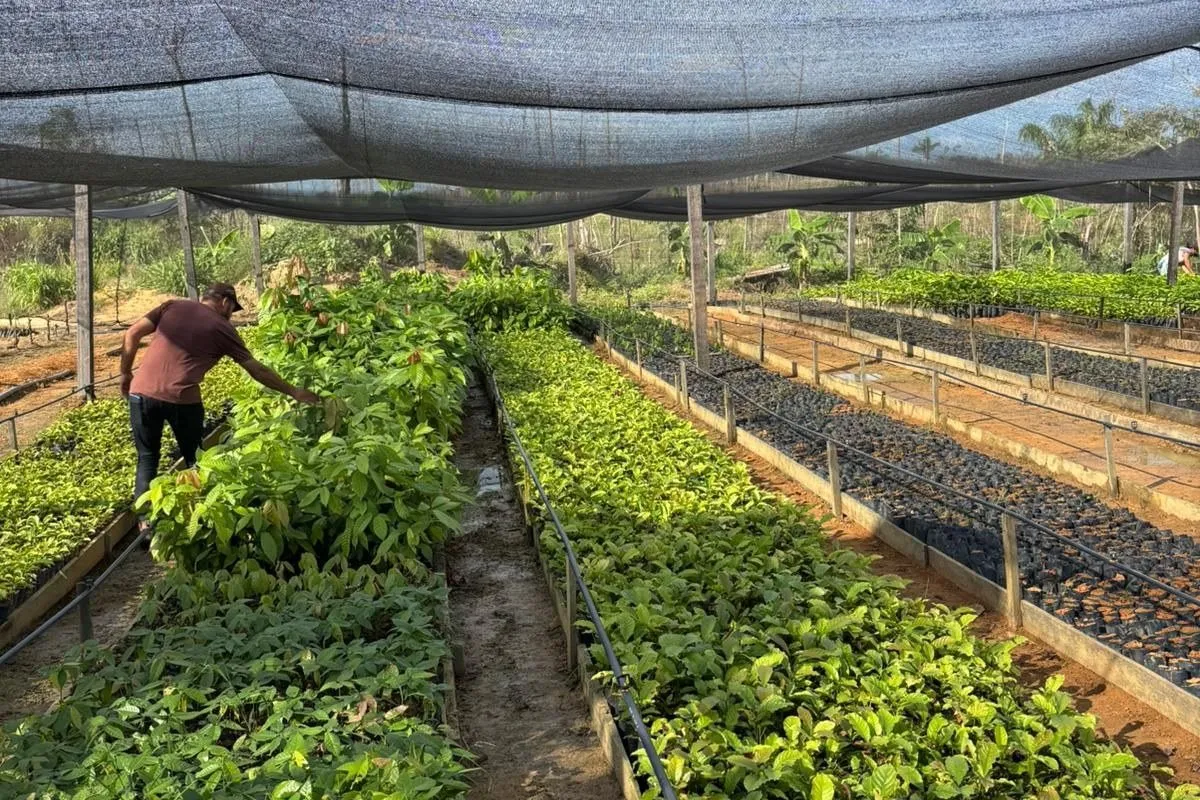 A worker handling seedlings in a nursery bed under shade cloth at the cooperative's nursery.