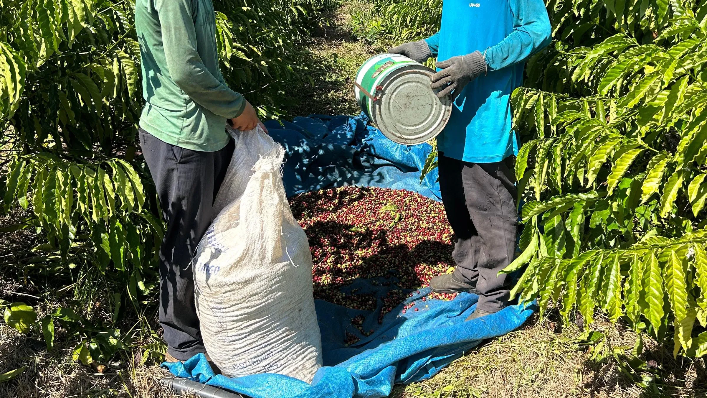 Two producers bagging harvested coffee in the field, pouring it from a bucket into a sack on a blue tarp.